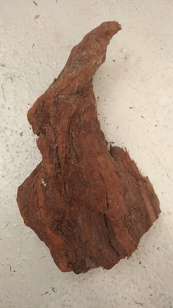 Trærod  25-35cm - Mangrove  - Assorteret pluk